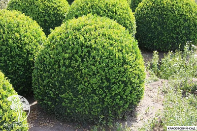 Самшит вечнозеленый - Búxus sempervírens