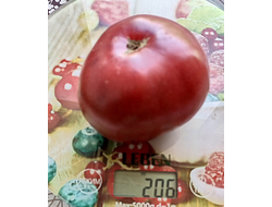 Томат Гари о Сена (Gary'O Sena)