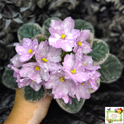 Rivermist Beguiling (J. Baker) (стартер)