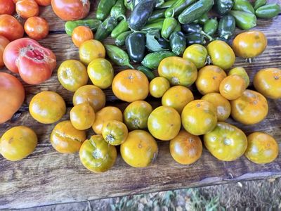 Томат Гном Эми из Огайо (Dwarf Amy’s Ohio)