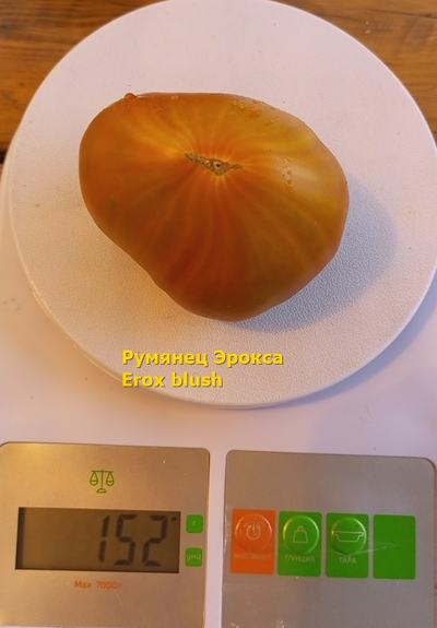 Томат Румянец Эрокса (Erox Blush)
