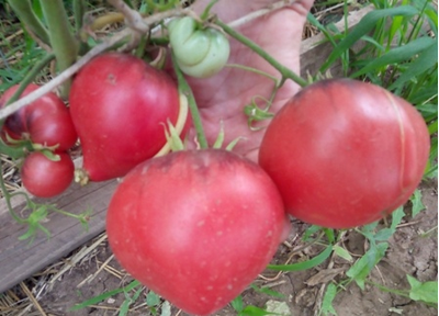 Томат KAS-21, Польша