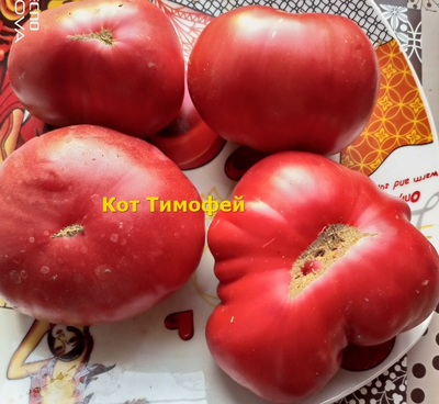 Томат Кот Тимофей
