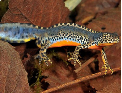 Альпийский тритон(ichthyosaur alpestris)