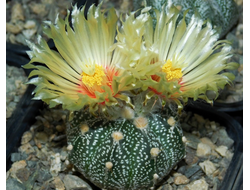 Astrophytum AS SUPER TOKUSHIRO X AS TOP BIG OOIBO (1046) - 10 семян