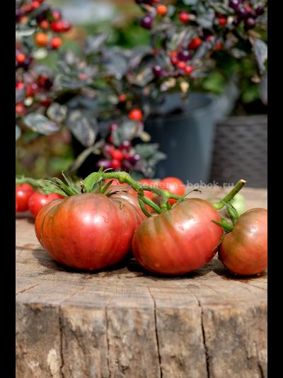 Томат Один Трюк Пони ( One Trick Pony), 10 шт