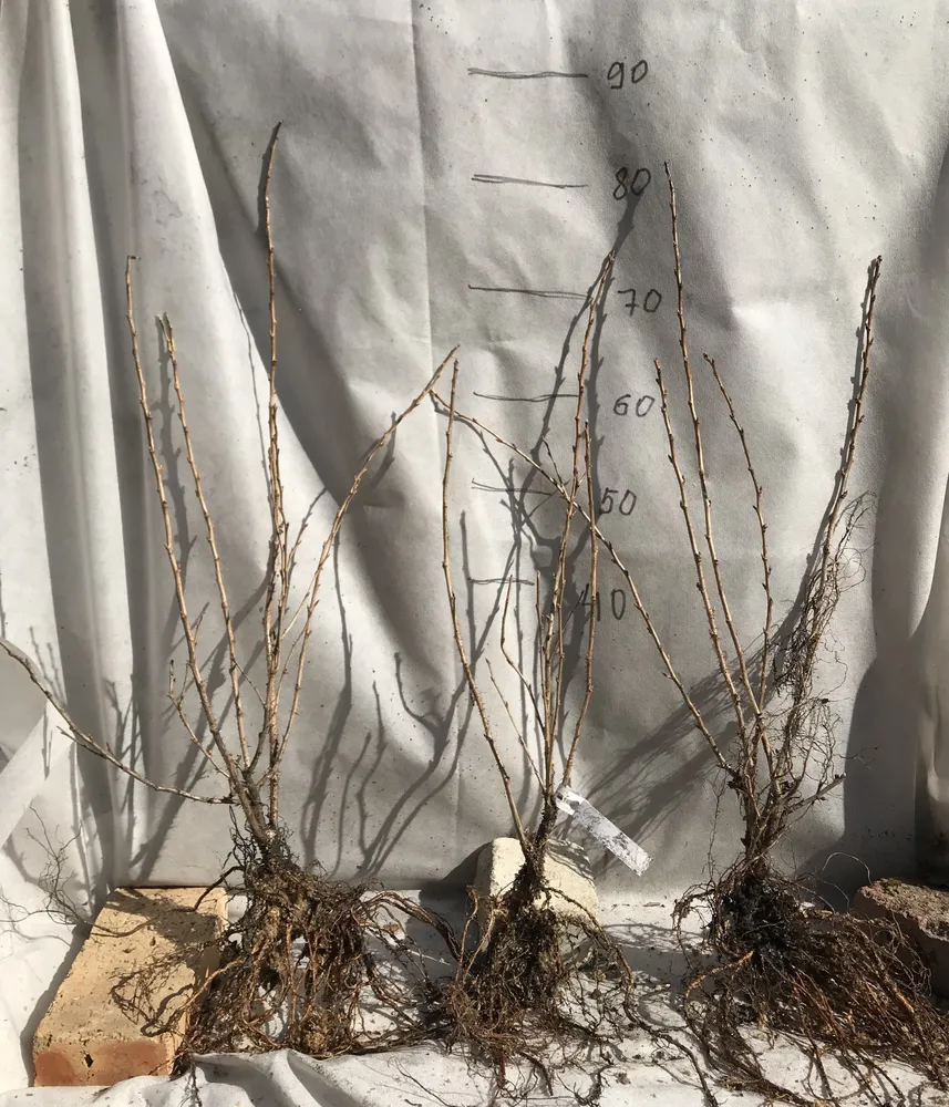 Двулетний саженец крыжовника.