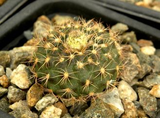 Frailea friedrichii (D=20-25мм)
