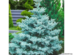 Ель колючая