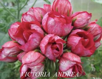 Пеларгония тюльпановидная Victoria Andrea