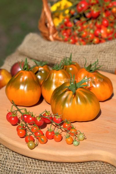 Томат Ярсон 13 (Охровая груша), 10 шт