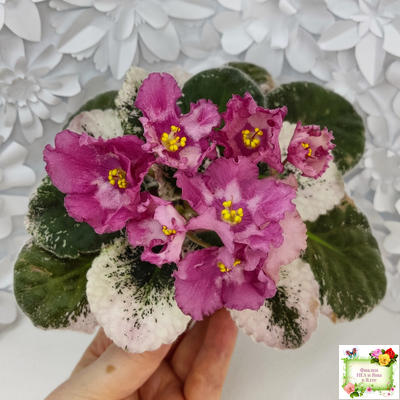 Aftershock (P. Sorano)