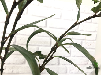 Piper sp. аngustifolium  / перчик узколистный