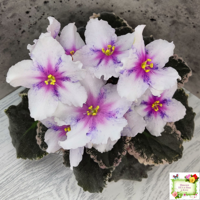 Dn-Love Time (Д. Денисенко) 2021 г.