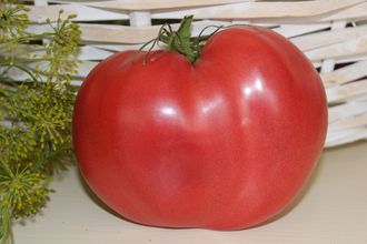 Литовский хохлатый розовый (Lithuanian Crested Pink), Литва