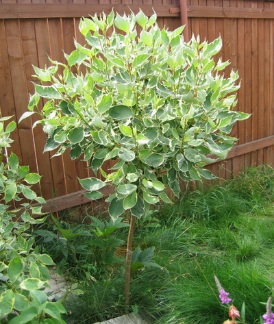 Дерен белый Elegantissima