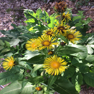 Девясил индийский (Inula racemosa) корень, 1 г - 100% натуральное эфирное масло