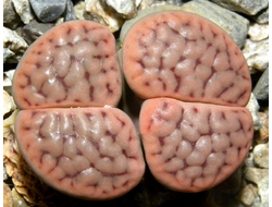 Lithops schwantesii C076 - 10 семян