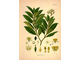 Лавр (Laurus nobilis) Абхазия, молодые листья (5 мл) - 100% натуральное эфирное масло