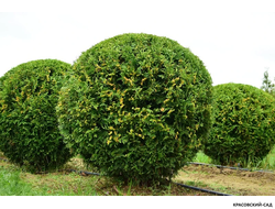 Туя Брабант в форме шара - Brabant