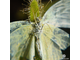 Drosera "Capensis var. Alba"