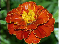 Гидролат Бархатцы прямостоячие Tagetes erecta (цветы) 100 мл