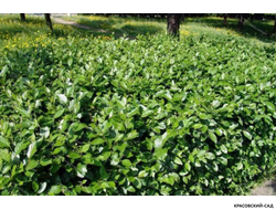 Кизильник блестящий - Cotoneaster lucidus