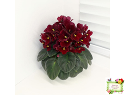 Jolly Mars (H.Pittman), #9718 (01/15/2007)