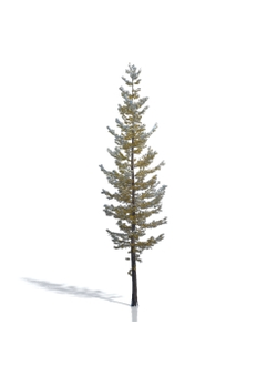 Billboards Лиственница зимняя_01