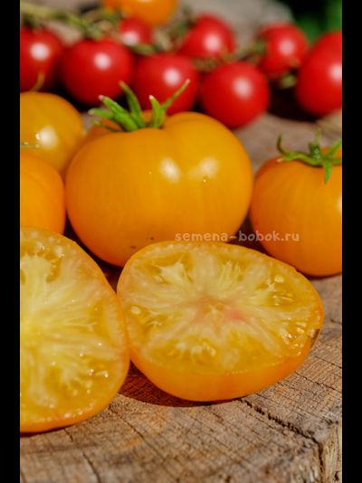 Томат Precious (Прелесть), 10 шт