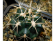 Gymnocalycium orientale v.vikulovii  VG-477 (D=40 мм)
