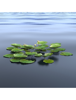 водные Кувшинка белая 3