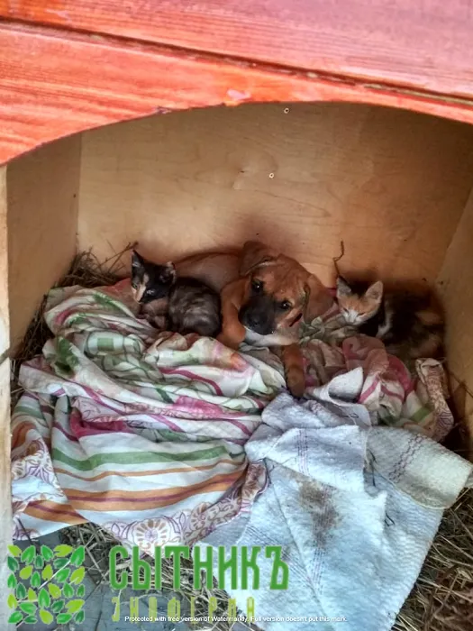 Малыши помощники растут на фермерском хозяйстве