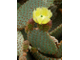 Opuntia Rufida