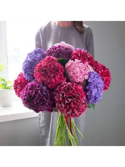 15 бело-розовых гортензий