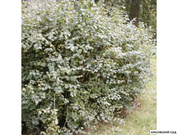 Снежноягодник Доренбоза Вайт Хедж - Doorenbosii White Hedge