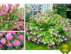 СПИРЕЯ японская "КРИСПА"