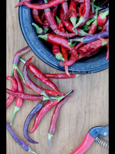 Перец острый Dreamcatcher White x TMHL, 10 шт