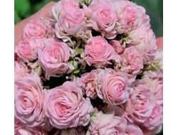 П130 Пеларгония With Romance укорененный черенок