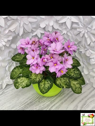 Trinket Terrific (E. Champion) (мозаичник)