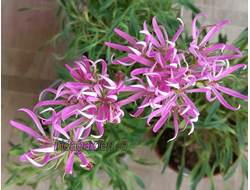 Пеларгония Ирида Мальдивы