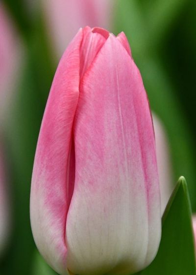 Тюльпан Династи (Dynasty) (в упаковке 10 шт. одного сорта)