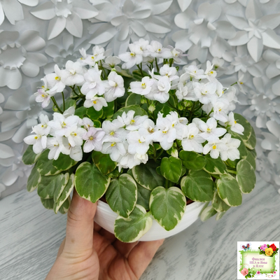 Ва-Банк (Л. Мещерякова) листовая химера (стартер сорт)