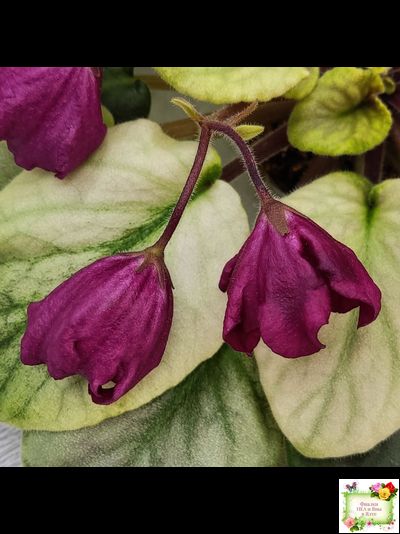 ЕК-Лампа Желаний (Е. Коршунова) 2021 г. (лист посажен 12.10.25)