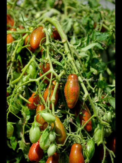 Томат Оливетта полосатая (Olivette Striée), 10 шт