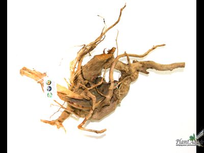 Коряга ПУСТЫННАЯ XXXL (40-50 см)