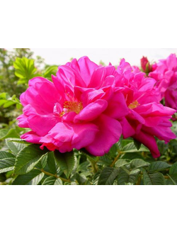 Роза морщинистая (ругоза) Ротес Меер (ROTES MEER)