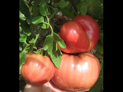 Томат Хелен немецкий (Helen's German)