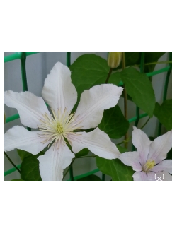 Клематис Tiiu (Тииу)