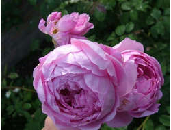 АНГЛИЙСКИЕ РОЗЫ